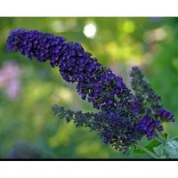 GRDplanten Buddleja dav. 'Empire Blue' - Vlinderstruik 40- 60 cm in pot