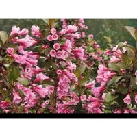 GRDplanten Weigela flor. 'Nana Purpurea' - Weigela, Weigelia 50- 60 cm in pot