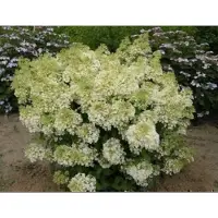 GRDplanten Hydrangea pan. 'Bobo' - Pluimhortensia 50- 60 cm in pot
