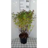 GRDplanten 2 x Spiraea jap. 'Dart's Red' - Struikspirea , Japanse Spirea 25- 30 cm in pot