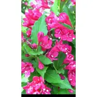 GRDplanten Weigela hybr. 'Red Prince' - Weigela, Weigelia 50- 60 cm in pot