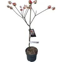 GRDplanten Edgeworthia chrysantha 'Red dragon' - Papierstruik 40- 60 cm in pot - Zeldzaam