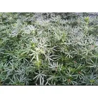 GRDplanten 1 x Choisya tern. 'White Dazzler' - Mexicaanse Oranjebloesem 25- 30 cm in pot