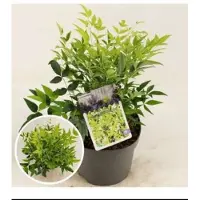 GRDplanten Nandina dom. 'Magical Lemon And Lime' - Hemelse Bamboe 25- 30 cm in pot