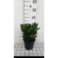 GRDplanten 2 x Euonymus japonicus - Japanse Kardinaalshoed 25- 30 cm in pot