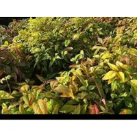 GRDplanten Nandina dom. 'Firepower' - Hemelse Bamboe 25- 30 cm in pot