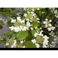 GRDplanten Viburnum plic. 'Kilimandjaro' - Japanse Sneeuwbal 50- 60 cm in pot