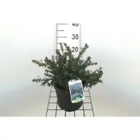 GRDplanten Ceanothus hybr. 'Concha' - Amerikaanse Sering , Sikkelbloem 25- 30 cm in pot