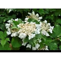 GRDplanten Viburnum carlcephalum - Sneeuwbal 60- 80 cm in pot