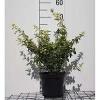 GRDplanten 2 x Euonymus fort. 'Tustin' - Japanse Kardinaalshoed 20- 30 cm in pot