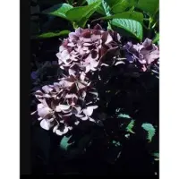 GRDplanten Hydrangea macr. 'Leuchtfeuer' - Bolhortensia, Boerenhortensia 25- 30 cm in pot