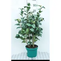 GRDplanten Camellia japonica roze-rose - Camellia japonica roze-rose 60- 80 cm in pot