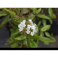 GRDplanten 2 x Viburnum burkwoodii - Sneeuwbal 60- 80 cm in pot