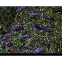 GRDplanten Buddleja dav. 'Nanho Blue' - Vlinderstruik 60- 80 cm in pot