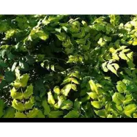 GRDplanten Mahonia japonica ( bealei) - Mahoniestruik, Hulstberberis 30- 50 cm in pot