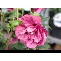 GRDplanten Hibiscus syr. 'Magenta Chiffon' - Tuinhibiscus, Altheastruik , Heemstroos 40- 60 cm in pot