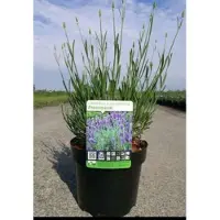 GRDplanten Lavandula int. 'Phenomenal' (niko) - Lavendel In pot 2 liter