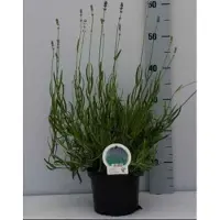 GRDplanten 2 x Lavandula ang. 'Dwarf Blue' - Lavendel In pot 2 liter