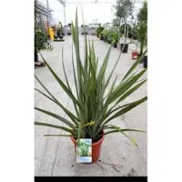 GRDplanten Phormium tenax - Nieuw Zeelands Vlas 60- 80 cm in pot