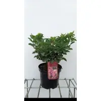 GRDplanten Cotinus cogg. 'Smokey Joe' ( 'lisjo') - Pruikenboom 25- 30 cm in pot