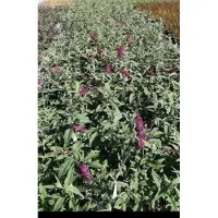GRDplanten 2 x Buddleja dav. 'Mss Ruby' - Vlinderstruik 40- 60 cm in pot