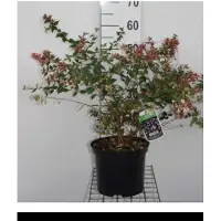 GRDplanten Abelia grandiflora - Abelia 40- 60 cm in pot