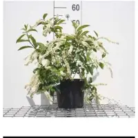 GRDplanten Itea virg. 'Henry's Garnet' - Bloemwilg 30- 40 cm in pot