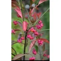 GRDplanten Euonymus eur. 'Red Cascade' - Kardinaalshoed, Kardinaalsmuts , Wilde Kardinaalsmuts 50- 60 cm in pot
