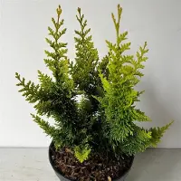 GRDplanten Chamaecyparis obt. 'Yellow Teddy Bear' - Schijncipres | 40-50 cm pot