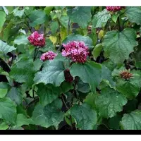 GRDplanten 1 x Clerodendrum bungei - Kansenboom, Pindakaasstruik (Omwille Van De Bladgeur) 40- 60 cm in pot