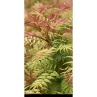 GRDplanten Sorbaria sorbifolia 'Sem' - Lijsterbes Spirea 40- 50 cm in pot