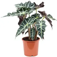 Plantenwinkel.nl Alocasia polly M kamerplant