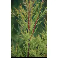 GRDplanten Tamarix ram. 'Hulsdonk White' - Tamarisk 50- 60 cm in pot
