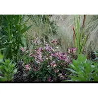 GRDplanten Lonicera pericl. 'Chic & Choc' - Kamperfoelie 20- 25 cm in pot