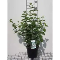 GRDplanten Philadelphus 'Bouquet Blanc' - Boerenjasmijn 50- 60 cm in pot