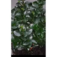 GRDplanten Ligustrum jap. 'Rotundifolium' - Ligustrum 20- 25 cm in pot