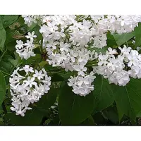 GRDplanten Syringa vulg. 'Mme Lemoine' - Gewone Sering , Vaak Ook Verkeerdelijk Jasmijn Genoemd 60- 70 cm in pot