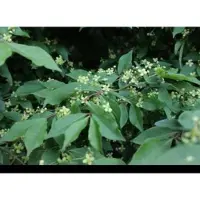 GRDplanten Euonymus al. 'Compactus' - Kardinaalshoed, Dwerg Kardinaalsmuts 50- 60 cm in pot