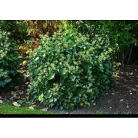 GRDplanten Hedera helix 'Arborescens' - Struikklimop 20- 25 cm in pot