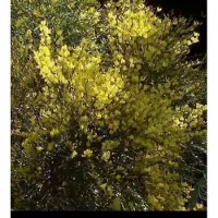 GRDplanten Cytisus praec. 'Allgold' - Brem , Geitenklaver 40- 60 cm in pot