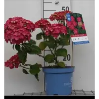 GRDplanten Hydrangea macr. 'Endless Summer Summer Love' - Hortensia 25- 30 cm in pot