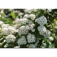 GRDplanten Spiraea nipp. 'Snowmound' - Spierstruik , Japanse Spirea , Japanse Spierstruik 50- 60 cm in pot