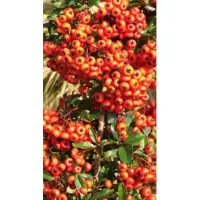 GRDplanten Pyracantha hybr. 'Orange Glow' - Vuurdoorn60-80 cm | pot