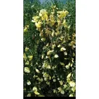 GRDplanten 2 x Cytisus scoparius - Brem , Geitenklaver 40- 60 cm in pot