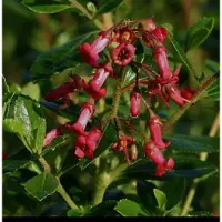 GRDplanten 2 x Escallonia rubra 'Crimson Spire' - Escallonia 40- 50 cm in pot