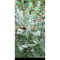 GRDplanten Salix repens 'Nitida' - Kruipwilg, Duinwilg 30- 40 cm in pot