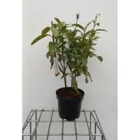 GRDplanten Azalea mollis - Gele tuinazalea 40- 50 cm in pot