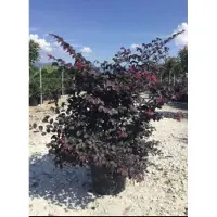 GRDplanten Loropetalum chin. 'Black Pearl'  - Heksenstruik 40- 50 cm in pot