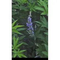 GRDplanten 2 x Vitex agnus-castus 'Latifolia' - Monnikenpeper, Kuisheidsplant, Boom Van Het Heilige Lam 30- 40 cm in pot