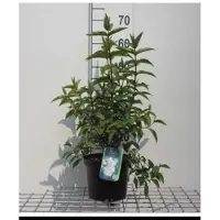 GRDplanten 2 x Deutzia scab. 'Plena' - Bruidsbloem 60- 80 cm in pot